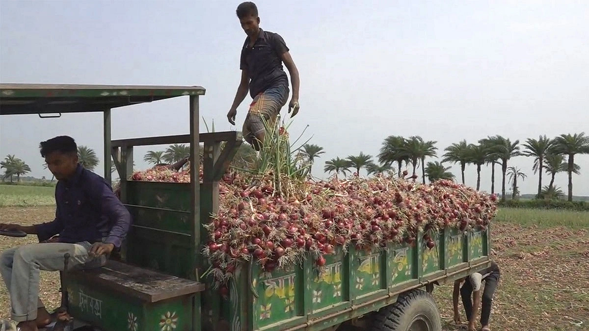 Farmers are transporting onions. Photo: Agamir Somoy