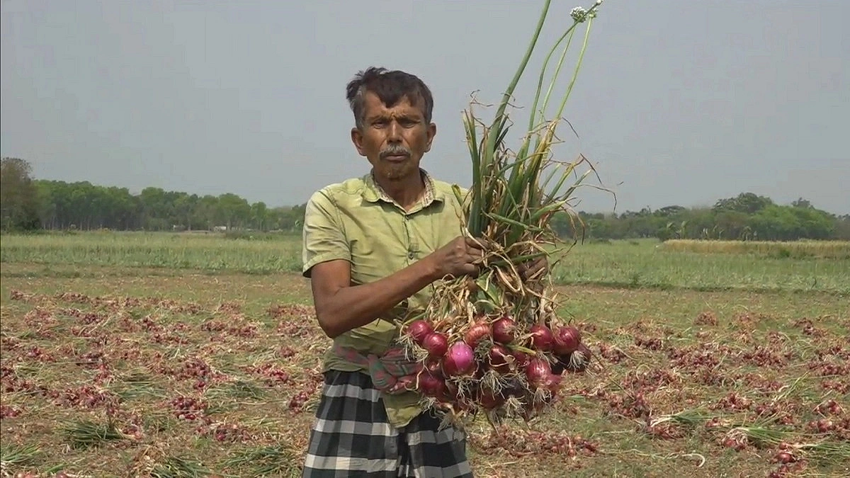 High yield, low price: onion farmers count losses
