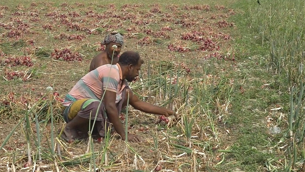 Two farmers harvesting onions from a field. Photo: Agamir Somoy