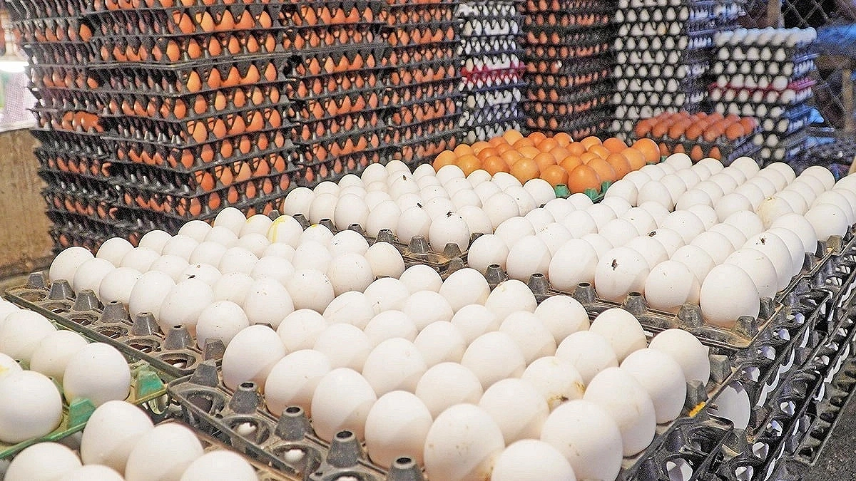 Eggs 30 lakh pieces, profit Tk 1.25 crore