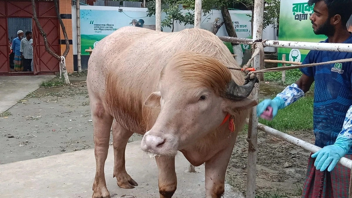 Home Minister Halts Sacrifice of Buffalo Named ‘Donald Trump’