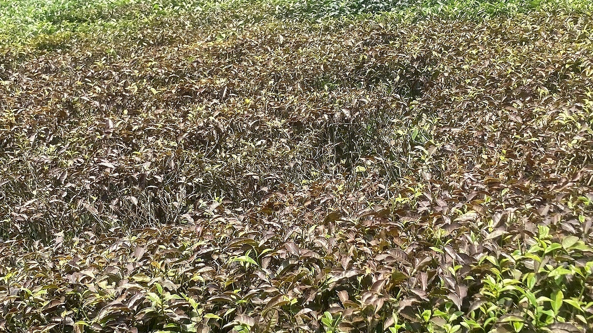 Madhabpur: Tea Industry Affected Due to Red Spider Infestation,  Power Outage