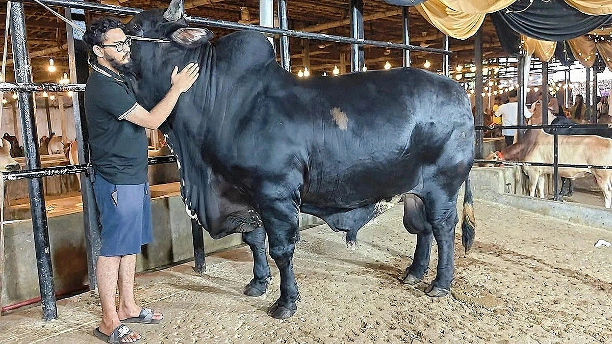 'Star Boy': The Most Expensive Bull Priced at Tk21 Lakh Weighs, One Ton!