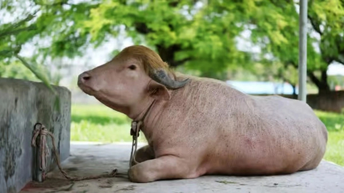 Crowds Flock to Zoo to See Viral Buffalo ‘Donald Trump’