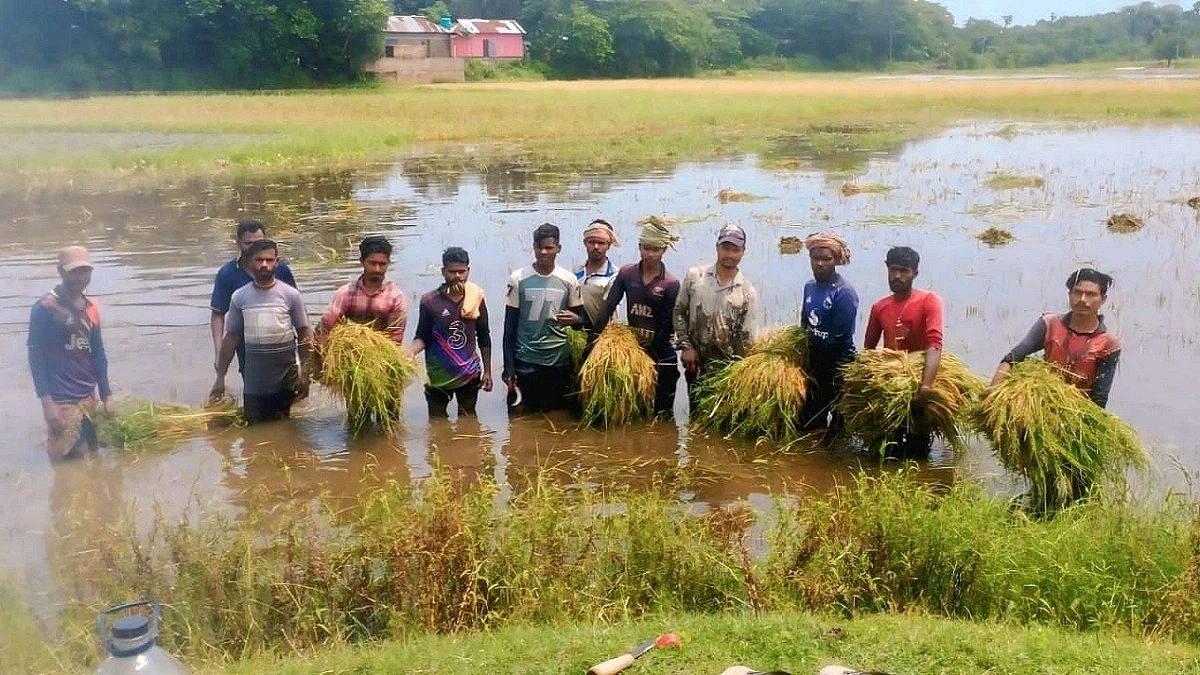 Farmers Struggle to Save Semi-ripe Paddy