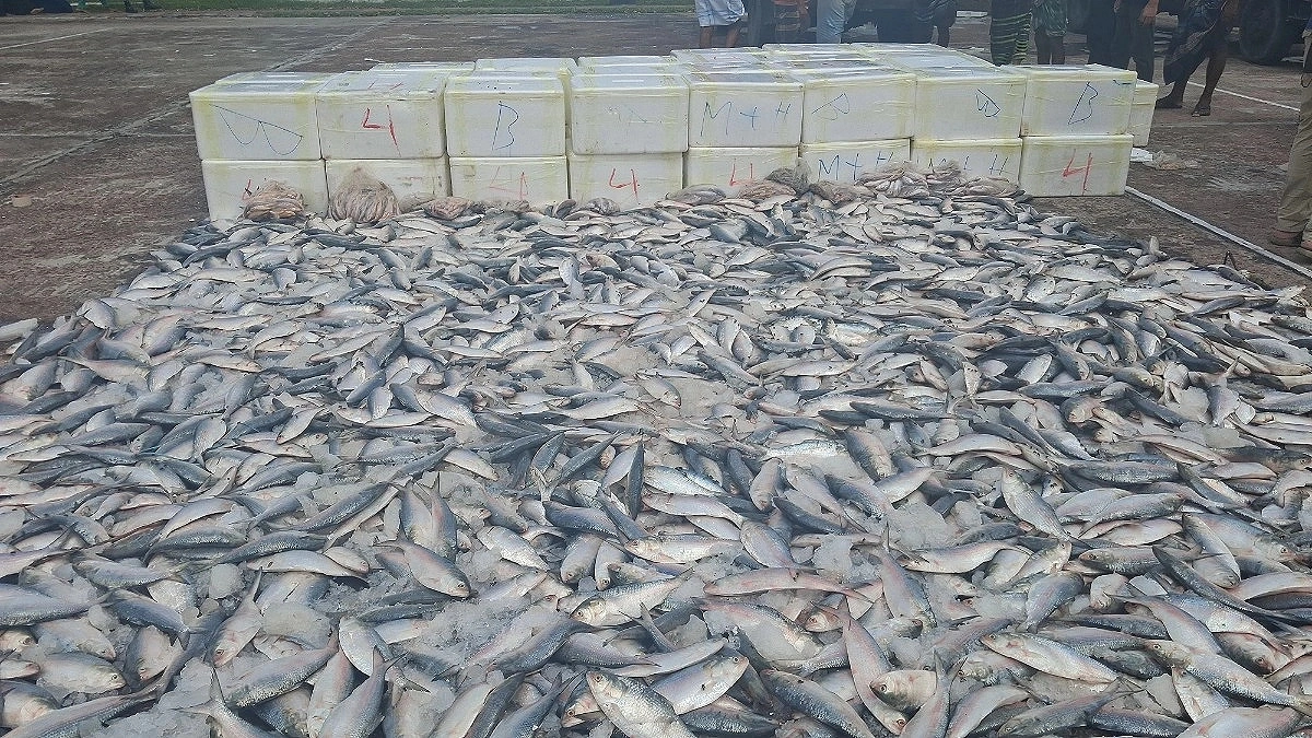 Hilsa worth Tk 1 crore seized amid moratorium, distributed among orphanages, mosques