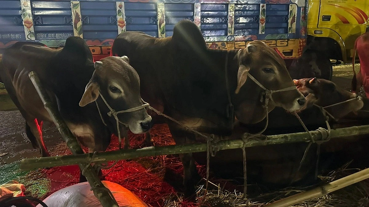 Sacrificial Animals Selling at Throwaway Prices