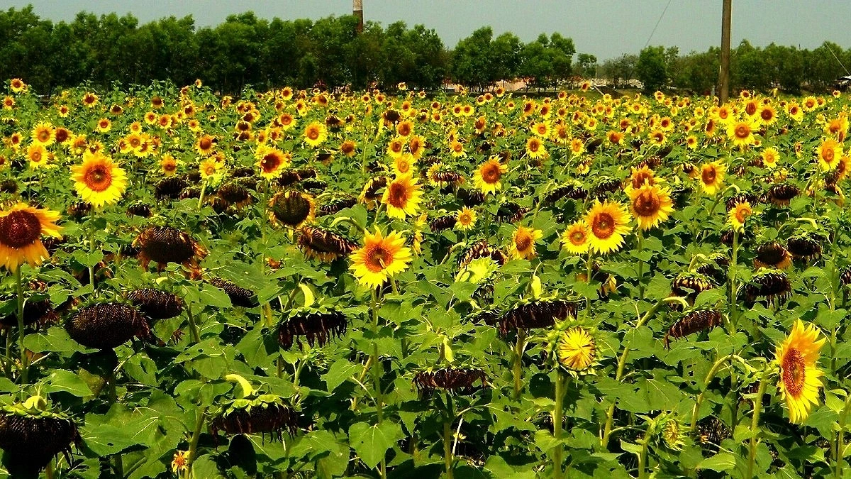 Sunflower Cultivation Could Cut Edible Oil Imports