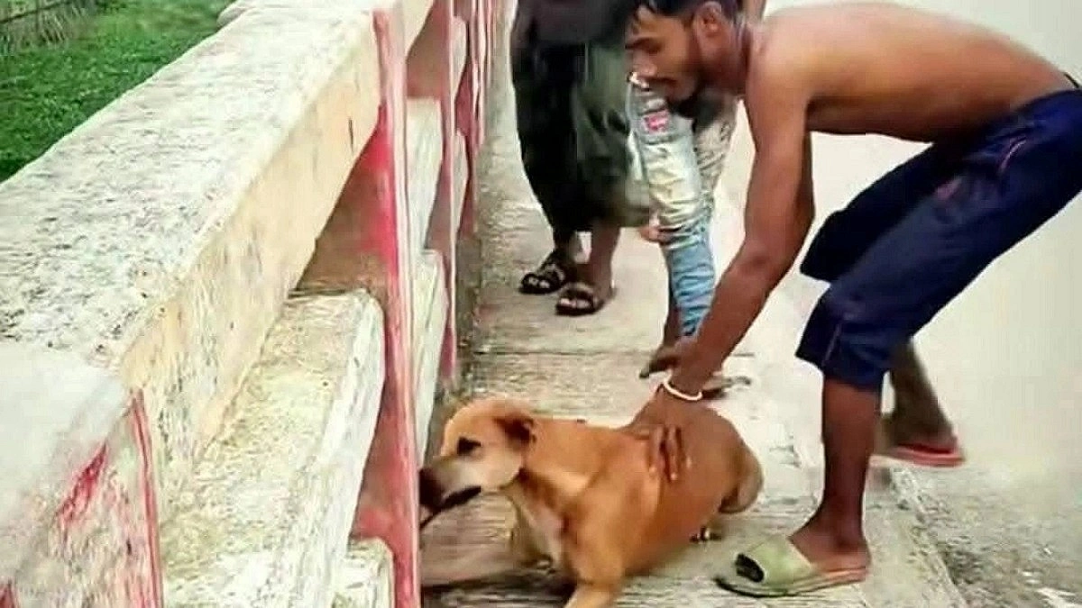 Man Detained for Throwing Dog into River with Brick Tied to Its Neck