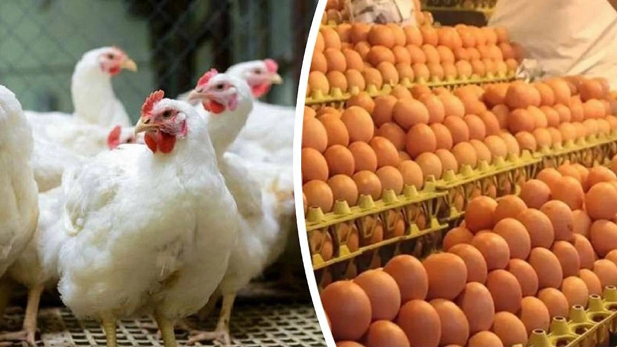 Broiler chicken Tk150 per kg, eggs Tk 110 per dozen