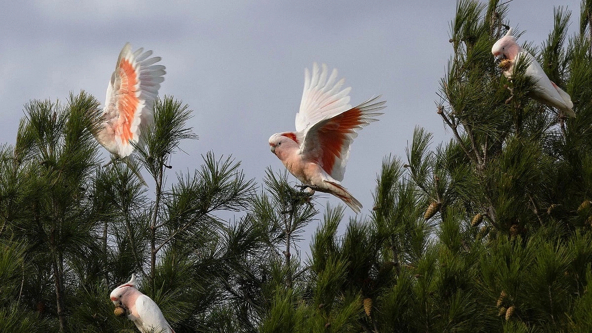 Pink Cockatoos Endangered by Wildfires