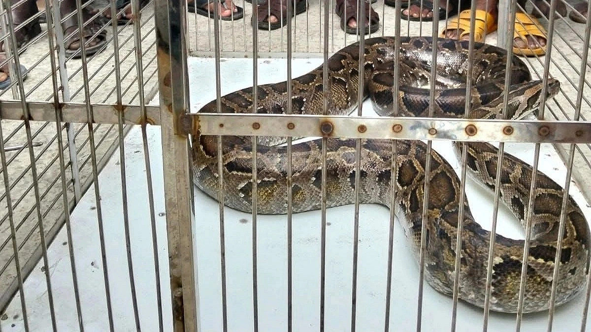 A Python Visits a Shop!