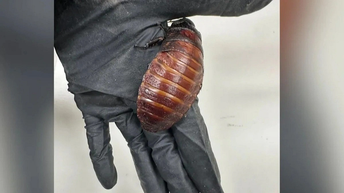 Giant Cockroaches Seized in Australia