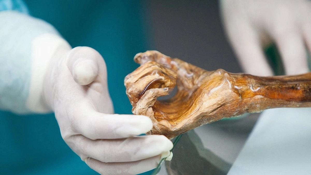 Bread Made Using Yeast Extracted from a Mummy