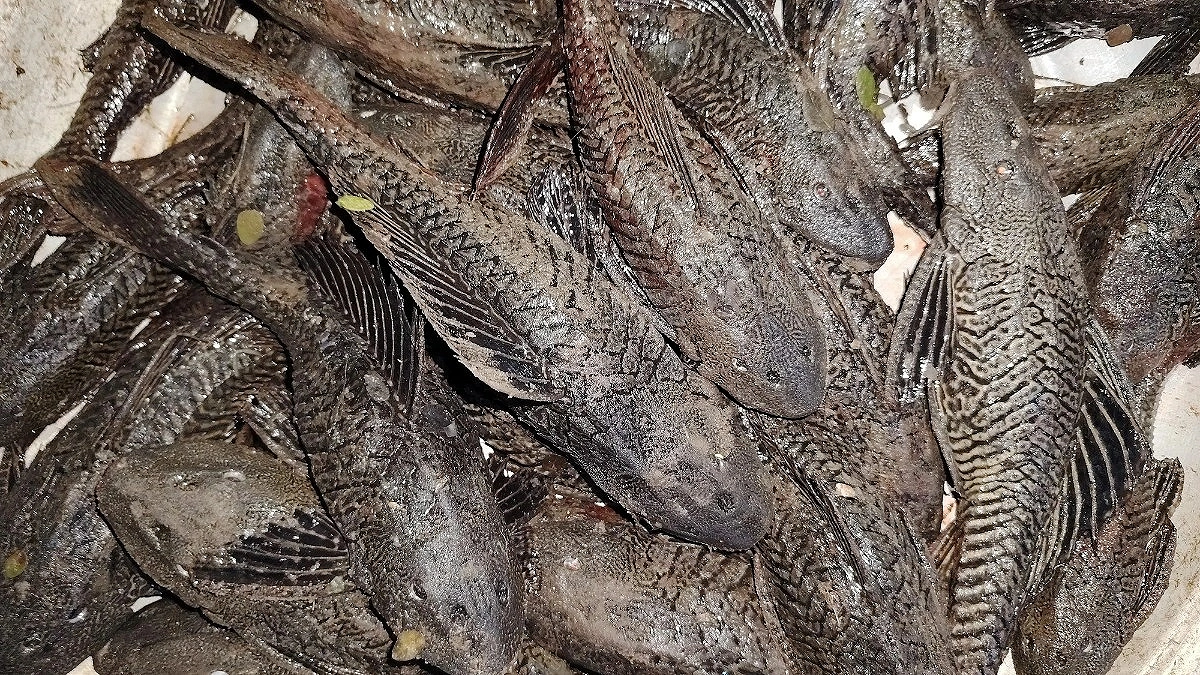 Invasive Sucker Fish Overtake the Shitalakshya