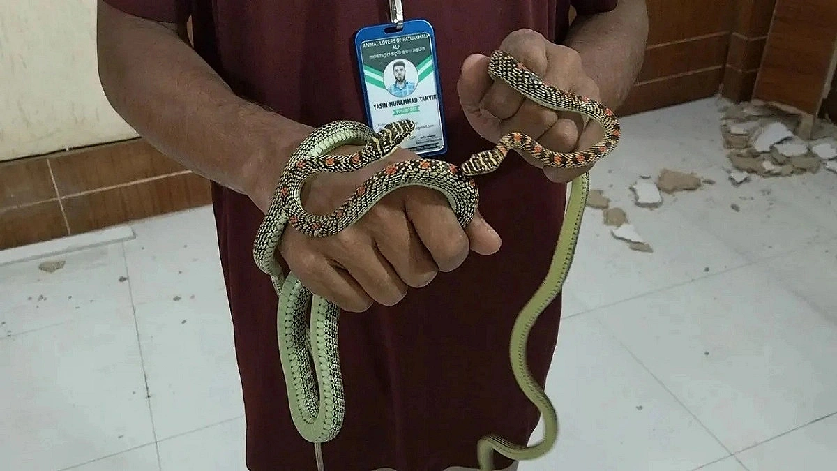 Two Ornate Flying Snake Visit DIG Office!