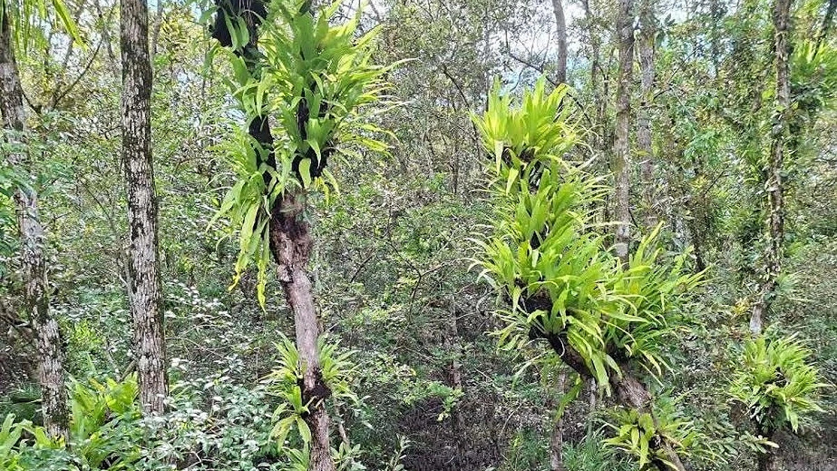 Sundarbans Under Parasite Attack, Coastal Livelihoods in Grave Danger