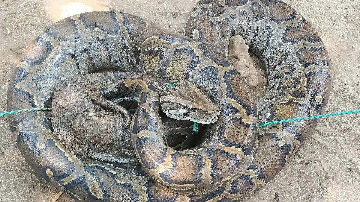 15 Foot Long Python Trapped in Net on St. Martin’s Island
