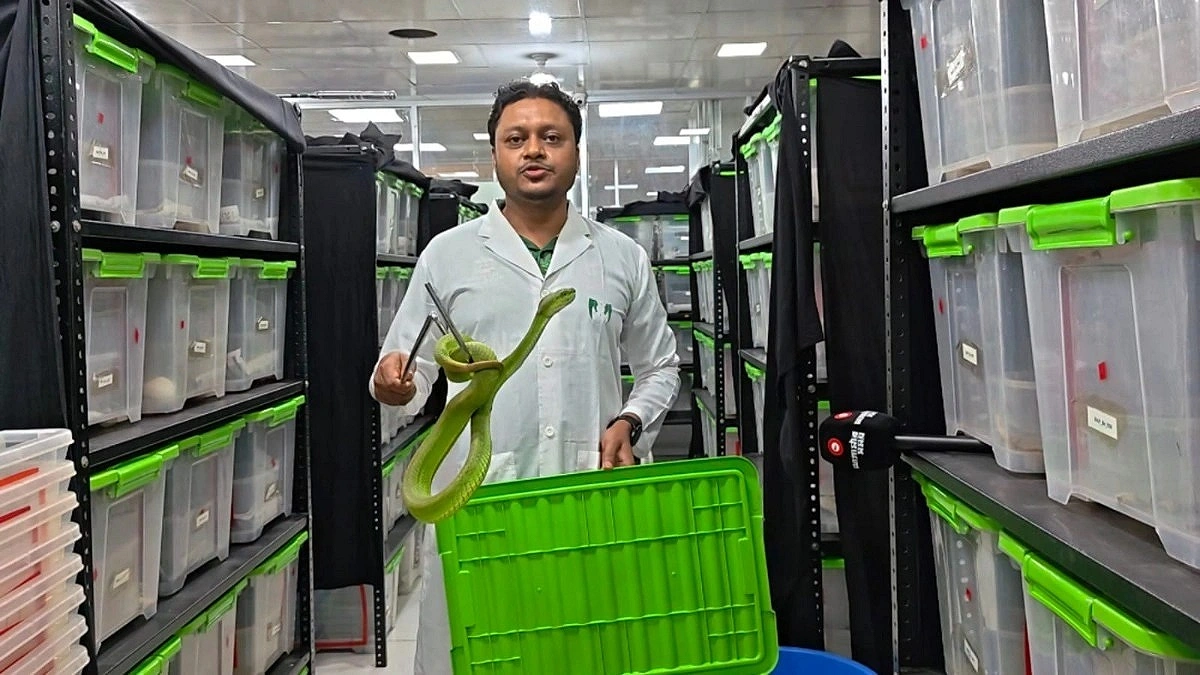 Antivenom Breakthrough: Early Success in Snakebite Research