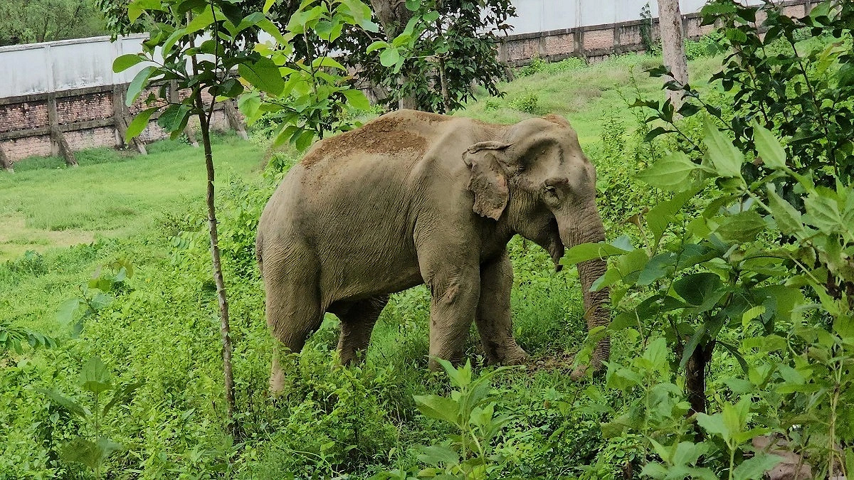 Injured Wild Elephant Seeks Treatment at Coast Guard Office