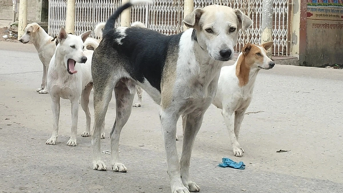 Rabies Threat Grows in Haor and Hill Areas