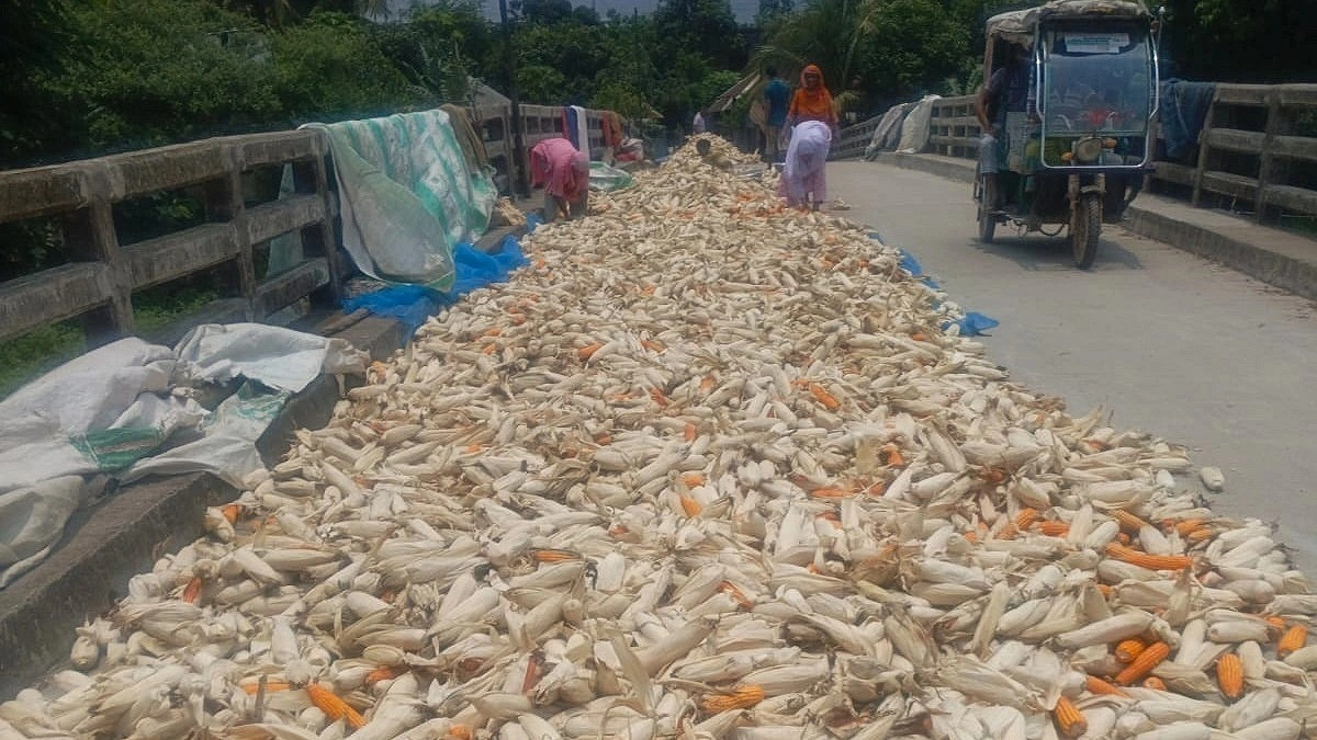 Gazaria Records Bumper Maize Harvest with Better Prices
