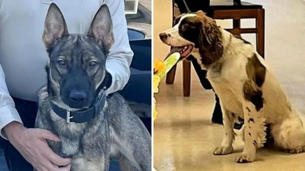 New Jersey Officer Charged After 2 Police Dogs Die in Car