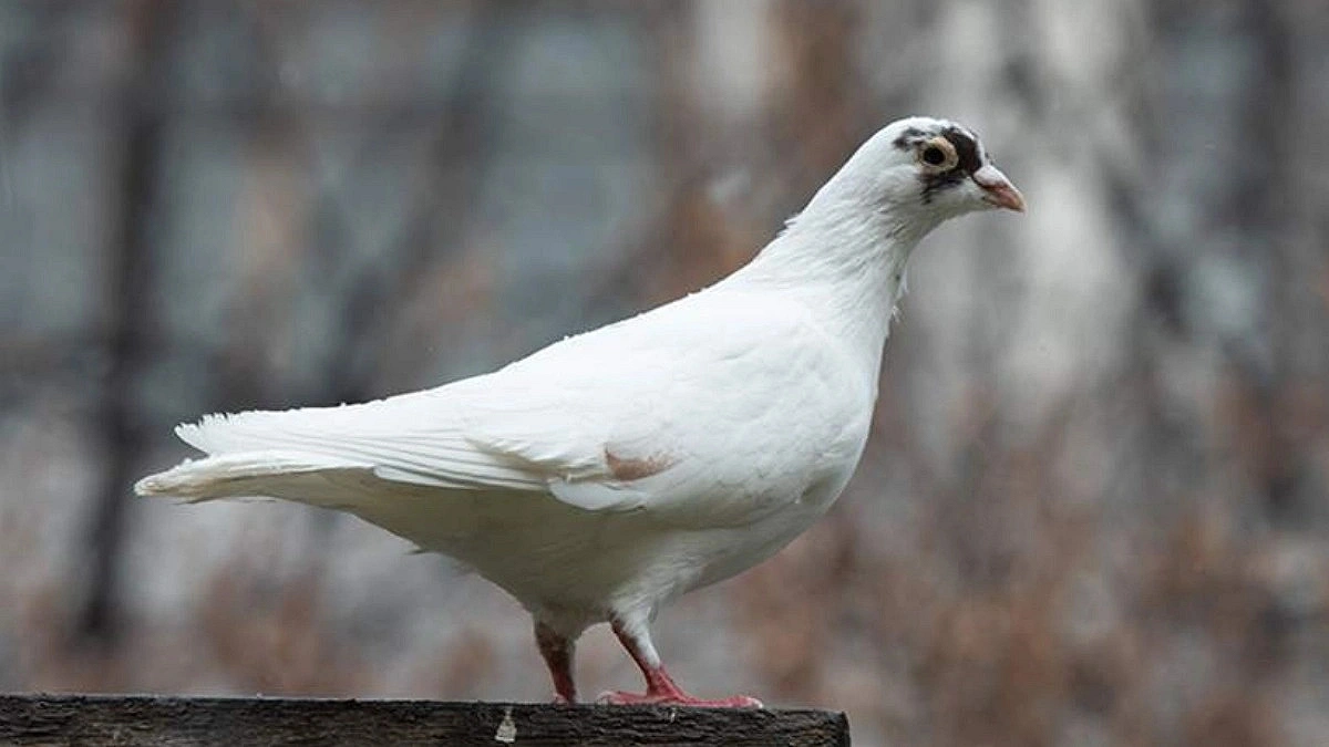 World's Oldest Pigeon: 44-Year-Old "Sugar"