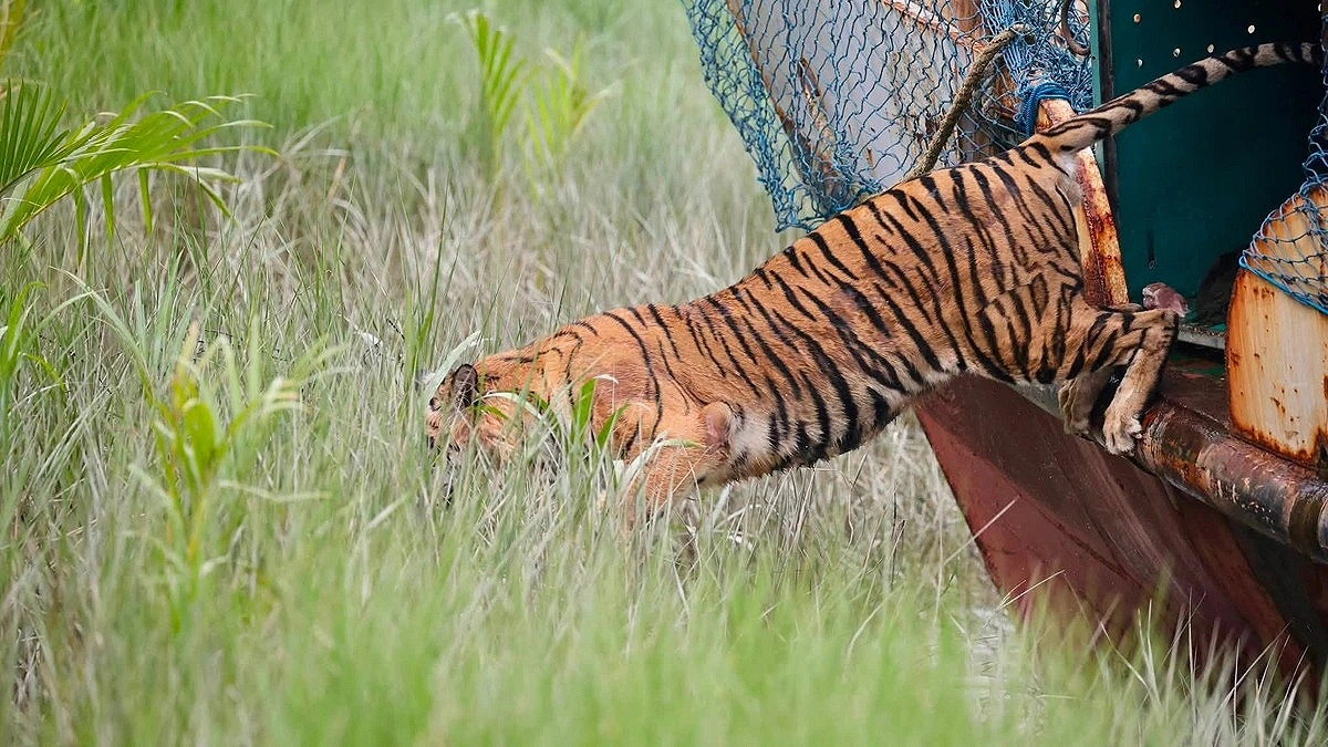 After treatment, tigress released into the Sundarbans