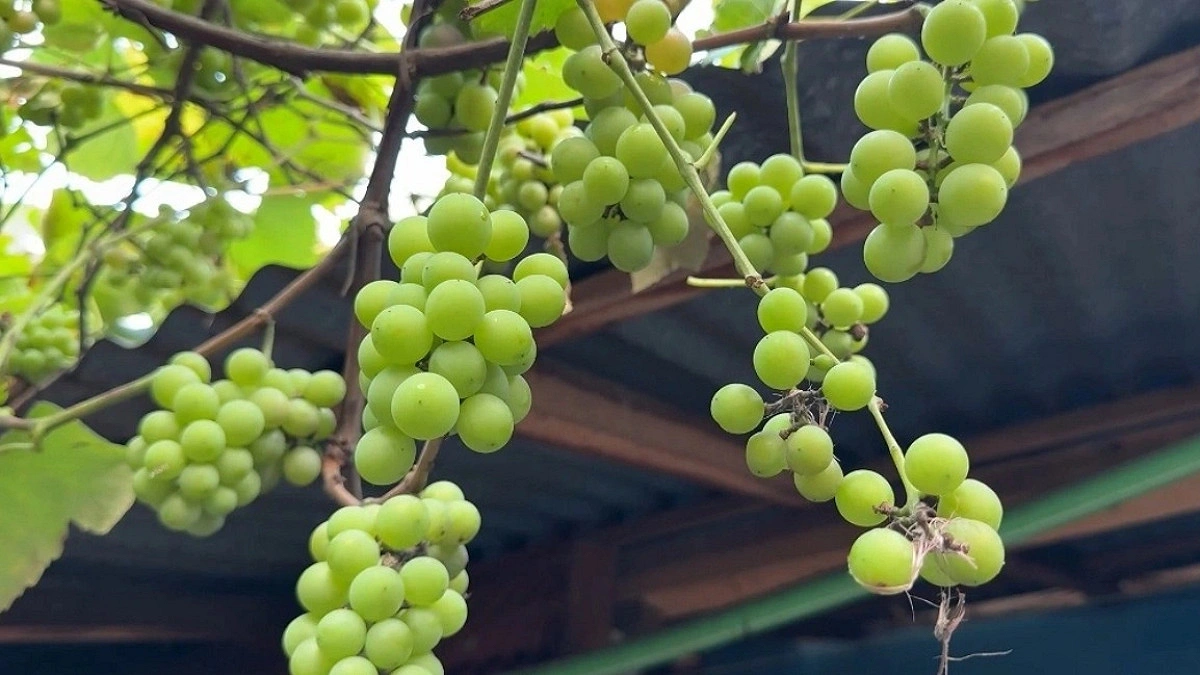 Young Farmer Impresses locales with backyard grape Farming in Hili