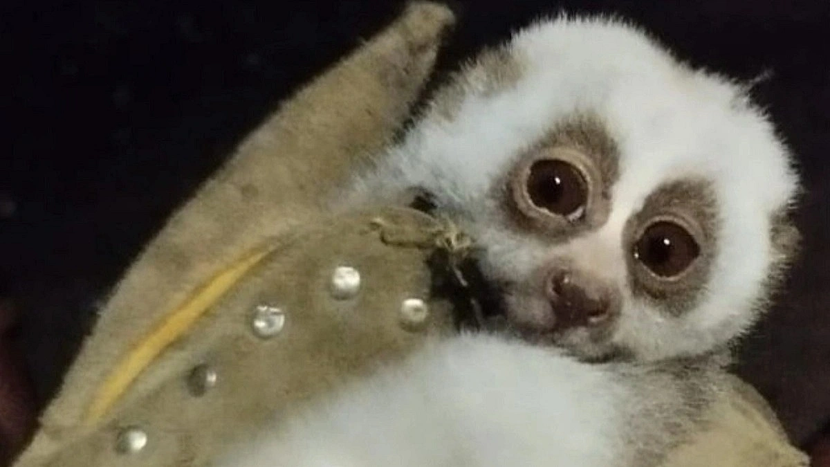 Endangered Slow Loris Released into Wild in Moulvibazar
