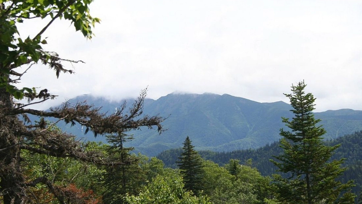 79-Year-old elderly man rescued after 9 days in dense forest