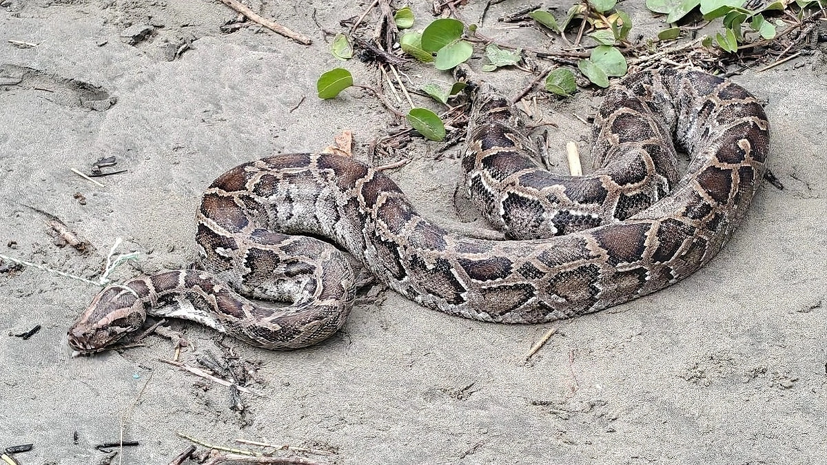 10 foot python rescued on St. Martin’s Island