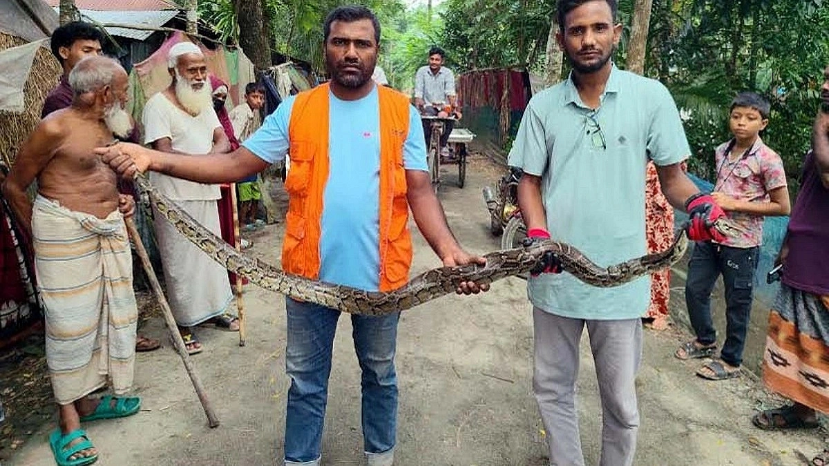 10 Pythons and cobras rescued in 18 days as snake sightings frighten coastal residents