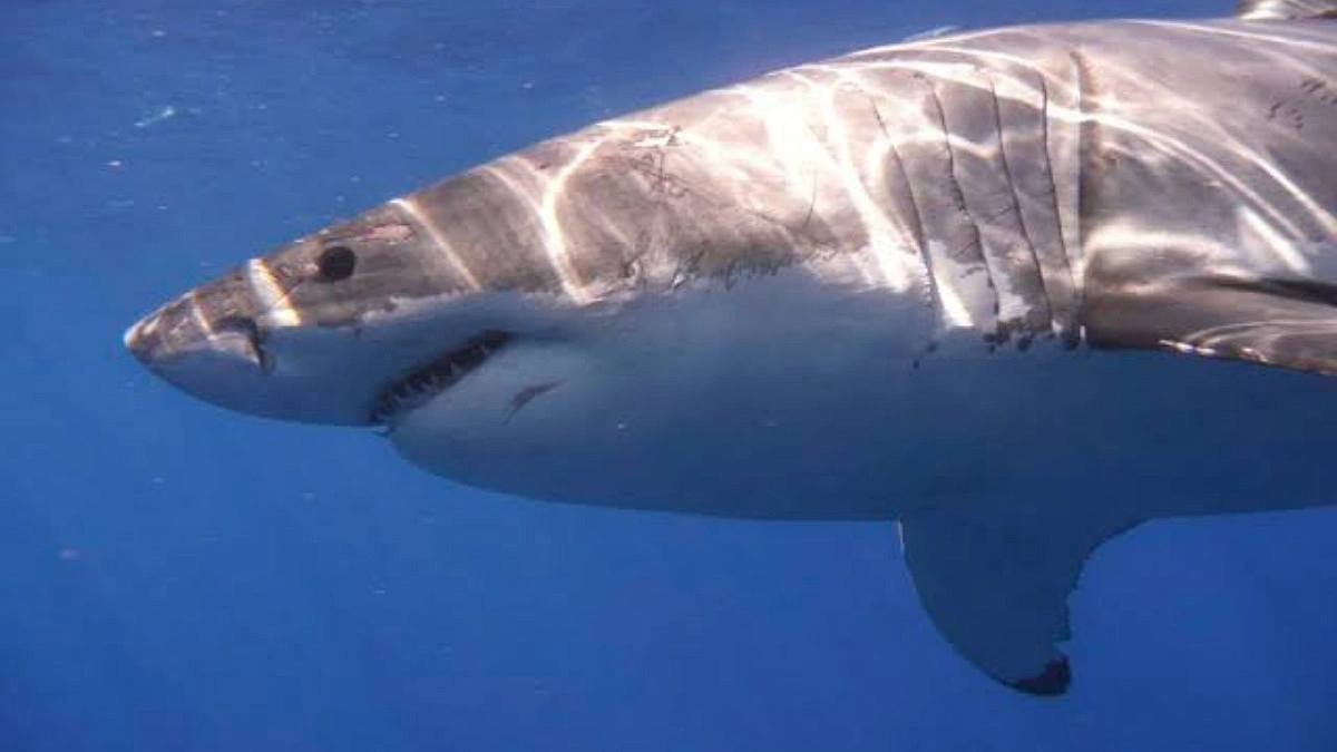 Sharks Do Math, Love Jazz, and Have Belly Buttons