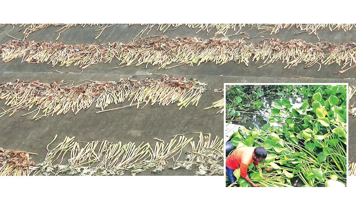 Water Hyacinth Transforms from Weed to Livelihood in Bagerhat
