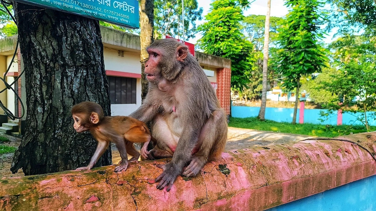 Hungry Monkey’s Motherly Love Moves Habiganj Crowd