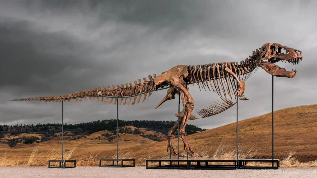 T Rex ‘Gus’ Sells for Record $50.1 M at Auction