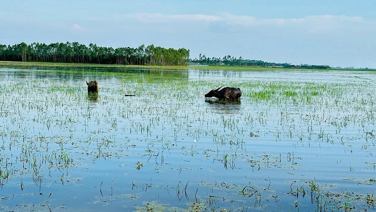 Floodwaters Wash Away Farmers' Hopes in Baniachang