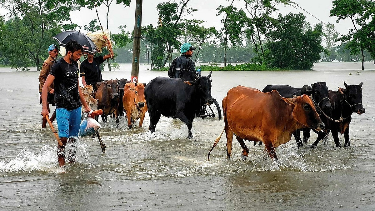 Habiganj Floods Wipe Out Crops, Fish Farms, Livestock