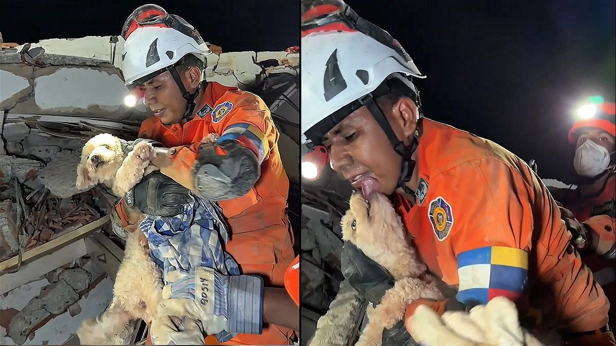Rescued After 5 Days in Rubble, Dog’s Survival Story Melts the Internet